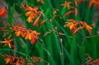 15x LIVE plants-crocosmia bright orange flowering perennial-ships FREE!