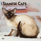 Browntrout Siamese Cats 2024 12 x 12 Wall Calendar w