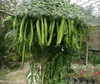 25 Seeds Winged Beans Indonesian Kecipir seeds for growing