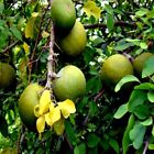 10 Bael Fruit Tree Seeds (Aegle marmelos) Bengal Quince Stone Apple Plant RARE!