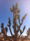 Joshua Tree Seeds ( Yucca Brevifolia ) - 1 Ounce ( approx. 350 seeds )