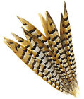 5 Pcs REEVES PHEASANT Natural Feathers 4-10