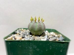 Euphorbia obesa (Female) 3.5