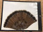 Vintage Ruffed Grouse Tail Fan Taxidermy Plastic Sleeved NICE!