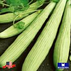 Cucumber Seeds Metki Dark Green Armenian Vegetable Non-GMO Heirloom