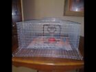 LARGE QUAIL CAGE  NEW ( FREE SHIPPING 24X24X9 