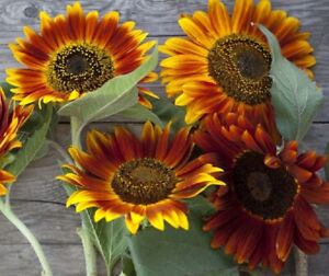 Sunflower Seeds - Vibrant Heirloom Blooms, Free Shipping, Autumn Beauty Variety