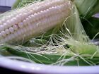 Silver Queen Sweet Corn Seeds, White Sweet Corn F1 Hybrid, FREE SHIPPING