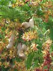 Tamarindus indica | Tamarind | 5 Seeds