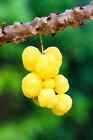Best Ceylon 20Star OTAHEITE GOOSEBERRY SEEDS Phyllanthus Acidus Home Grown Fruit