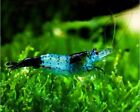 Blue Carbon Rili Neocaridina Live Freshwater Aquarium Shrimp (10+1 Shrimp)