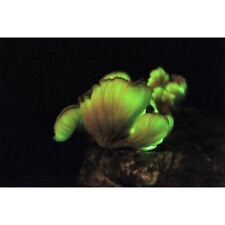 Bioluminescent Mushroom Omphalotus olearius, Jack-o'-lantern Liquid Culture