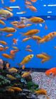 25 Live Fish Goldfish Freeder Common Gold Fish FREE  Shipping