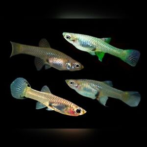 ALL Gravid FEMALE Endler's Variety Mix (10+2 free fish)