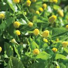 100 PARACRESS SEEDS - MEDICINAL HERB - AKA; TOOTHACHE PLANT FREE SHIPPING