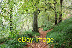 Photo 12x8 Path in the woodlands of the South Sutor, Cromarty Cromarty/NH c2021