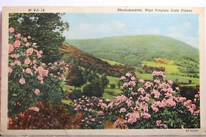 West Virginia WV State Flower Rhododendron Postcard Old Vintage Card View Postal