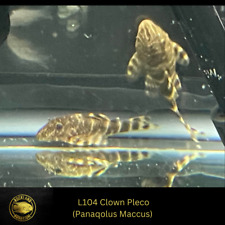 L104 Clown Pleco - Panaqolus Maccus - Live Fish (One Item) (1.75