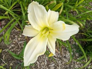 DAYLILY DAD'S BEST WHITE, 3 FANS. Ships in May