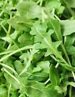 Roquette Arugula Seeds, Rocket, Colewort, Slow Bolt, NON-GMO, FREE SHIPPING