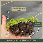 Starter Plant Plug | Eutrochium maculatum | Spotted Joe-pye Weed | Live Plant