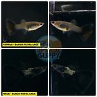 1 TRIO - Live Aquarium Guppy Fish High Quality-  BLACK METAL LACE