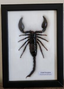 REAL BIG  SCORPIONS TAXIDERMY  INSECTS IN FRAME  6