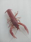 Rare Live Pink Sakura Crayfish- Free shipping
