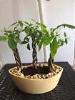 3 Braided money trees  bonsai glazed pot
