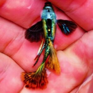 Pack Of 5 Live Dumbo Red Dragon Guppy Fry- Live Freshwater Fish Buy 2 Get 2 Free