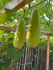 15+ Calabash Gourd Bottle Bau Seeds Chinese Pugua Nam Tao Yao Lauki Opo USA