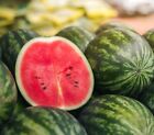 Greybelle Watermelon Seeds | Heirloom | Non-GMO | Fresh Garden Seeds