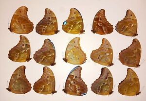 LOT OF 25 BLUE MORPHO DIDIUS A2 CRAFT GRADE FOR JEWELRY ART STUDY WINGS CLOSED.