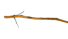 Twisted Hickory Walking Stick