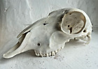 Sheep Skull Clean Display Curio Collections Taxidermy Rustic Decor