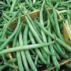 Premium Provider Stringless Green Bean - Fresh Non-GMO Seeds - Earlier than most