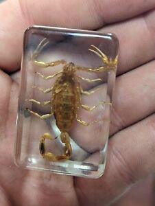 Golden Scorpion, Preserved In Lucite Resin, Bug Taxidermy Oddity