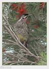 © ART  Painting Wildlife Australian Red Wattle Bird Original artist print by Di