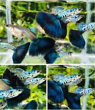 1 TRIO - Live Aquarium Guppy Fish High Quality -  GALAXY BLUE TAIL