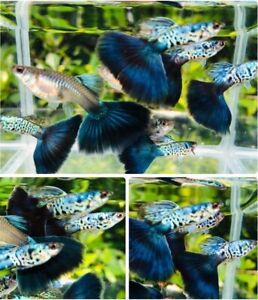 1 TRIO - Live Aquarium Guppy Fish High Quality -  GALAXY BLUE TAIL