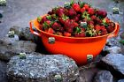 Photo-Digital Product Wallpaper on MobileImage bowl full of strawberries, stones