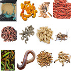 Live Pet Reptile Insect Feeders - Living Bugs Grubs Bearded Dragon Food & Bait