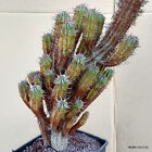 A7778 EUPHORBIA HORRIDA CLUSTER pot 16 cm H 55 cm W 26 cm MaMa Cactus