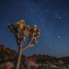 15+ Mojaveesert Joshua Tree Seeds - Yucca Brevifolia Seeds - Mojave Desert Icon