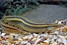 New Listing*(1) Peacock Eel-Live Fish-Freshwater-Exotic-Free Shipping!!!