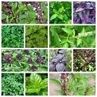 Basil Seeds Collection, NON-GMO, 12 Different Varieties, Heirloom, FREE SHIPPING