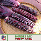 25 Double Red Sweet Corn Seeds, Heirloom, Organic, Non-GMO, Genuine USA