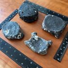 Assorted Fossilized Whale Vertebrae | (1 Fossil Per Purchase)