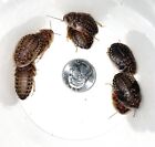 Large Dubia Roaches LIVE ARRIVAL GUARANTEED FREE SHIPPING