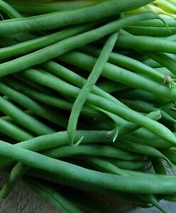 Jade Bush Green Bean Seeds, Stringless, NON-GMO, FREE SHIPPING